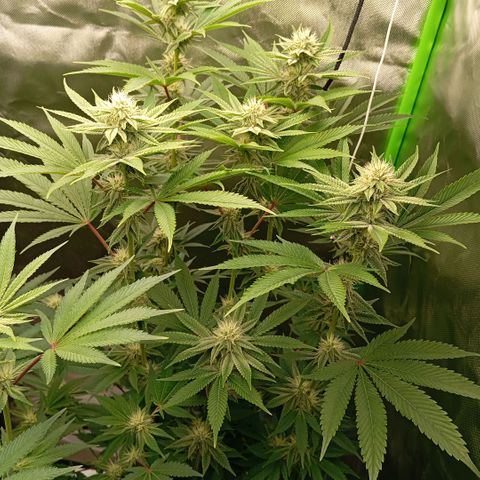 Purple Cookie Kush growlog timeline photo