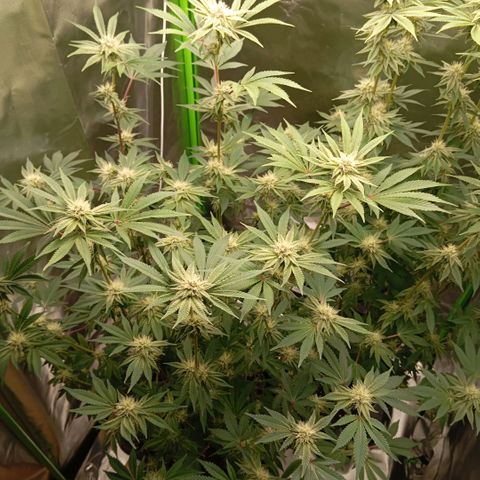 Purple Cookie Kush growlog photo: Heute wurde wieder gedüngt. 1ml Grow-2,5ml Bloom-1,5ml TopMax und 1ml CalMag pro Liter. Die Damen fangen jetzt langsam an sich lila zu verfärben 💜😊 man sieht es an den obersten Buds schon. Ansonsten geht es den Damen bestens. Tagsüber 26°C und Nachts 19,5°C-die Ventis bilden einen Luftstrom der einmal von unten bis oben einmal um die Damen herum einen Vortex bilden-RLF bei 54%. Sie duften nach Waldfrüchten und ich liebe es. Die Abluft ist aber bitter nötig, sie riechen extrem. 