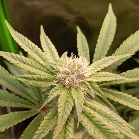 Purple Cookie Kush growlog photo: Heute wurde wieder gedüngt. 1ml Grow-2,5ml Bloom-1,5ml TopMax und 1ml CalMag pro Liter. Die Damen fangen jetzt langsam an sich lila zu verfärben 💜😊 man sieht es an den obersten Buds schon. Ansonsten geht es den Damen bestens. Tagsüber 26°C und Nachts 19,5°C-die Ventis bilden einen Luftstrom der einmal von unten bis oben einmal um die Damen herum einen Vortex bilden-RLF bei 54%. Sie duften nach Waldfrüchten und ich liebe es. Die Abluft ist aber bitter nötig, sie riechen extrem. 