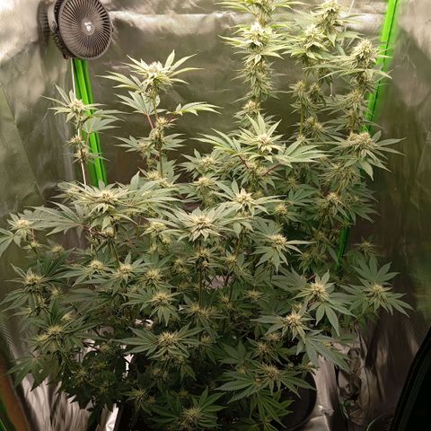 Purple Cookie Kush growlog photo: Heute wurde wieder gedüngt. 1ml Grow-2,5ml Bloom-1,5ml TopMax und 1ml CalMag pro Liter. Die Damen fangen jetzt langsam an sich lila zu verfärben 💜😊 man sieht es an den obersten Buds schon. Ansonsten geht es den Damen bestens. Tagsüber 26°C und Nachts 19,5°C-die Ventis bilden einen Luftstrom der einmal von unten bis oben einmal um die Damen herum einen Vortex bilden-RLF bei 54%. Sie duften nach Waldfrüchten und ich liebe es. Die Abluft ist aber bitter nötig, sie riechen extrem. 