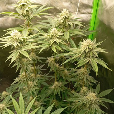 Purple Cookie Kush growlog photo: Heute wurde wieder gedüngt. 1ml Grow-2,5ml Bloom-1,5ml TopMax und 1ml CalMag pro Liter. Die Damen fangen jetzt langsam an sich lila zu verfärben 💜😊 man sieht es an den obersten Buds schon. Ansonsten geht es den Damen bestens. Tagsüber 26°C und Nachts 19,5°C-die Ventis bilden einen Luftstrom der einmal von unten bis oben einmal um die Damen herum einen Vortex bilden-RLF bei 54%. Sie duften nach Waldfrüchten und ich liebe es. Die Abluft ist aber bitter nötig, sie riechen extrem. 