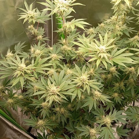 Purple Cookie Kush growlog photo: Sie purpeln langsam aber stetig mehr an den Buds. Heute keine Massnahmen. Licht weiterhin auf 75% bei beiden Lampen. 