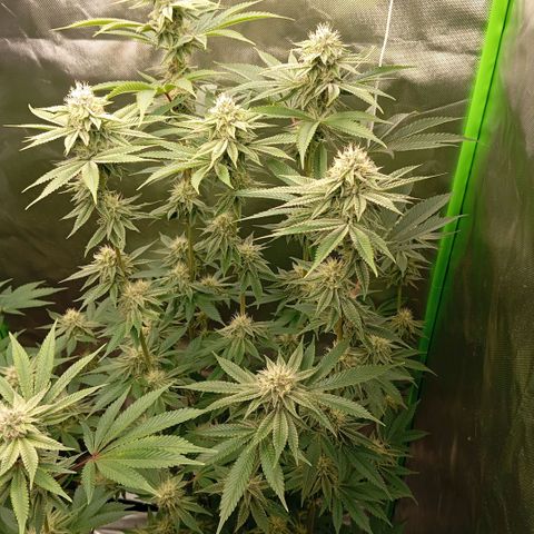 Purple Cookie Kush growlog photo: Sie purpeln langsam aber stetig mehr an den Buds. Heute keine Massnahmen. Licht weiterhin auf 75% bei beiden Lampen. 