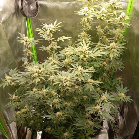 Purple Cookie Kush growlog photo: Sie purpeln langsam aber stetig mehr an den Buds. Heute keine Massnahmen. Licht weiterhin auf 75% bei beiden Lampen. 