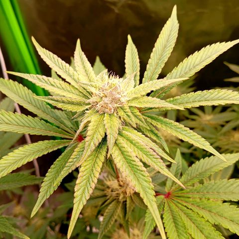 Purple Cookie Kush growlog photo: Das purplen wird langsam mehr, Nachts kommen wir auf 19,5°C. Heute wieder gedüngt und leicht Blätter entfernt, die Licht geraubt hatten. 