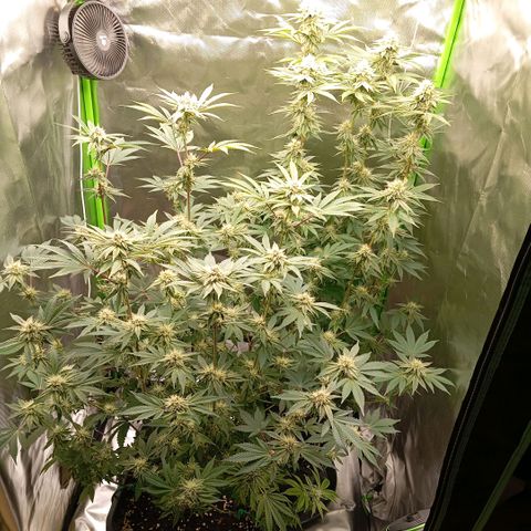 Purple Cookie Kush growlog photo: Das purplen wird langsam mehr, Nachts kommen wir auf 19,5°C. Heute wieder gedüngt und leicht Blätter entfernt, die Licht geraubt hatten. 
