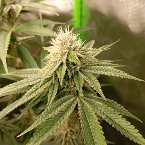 Purple Cookie Kush growlog photo: Das purplen wird langsam mehr, Nachts kommen wir auf 19,5°C. Heute wieder gedüngt und leicht Blätter entfernt, die Licht geraubt hatten. 