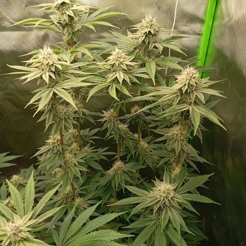 Purple Cookie Kush growlog photo: Das purplen wird langsam mehr, Nachts kommen wir auf 19,5°C. Heute wieder gedüngt und leicht Blätter entfernt, die Licht geraubt hatten. 
