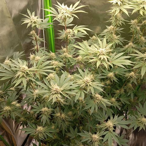 Purple Cookie Kush growlog photo: Das purplen wird langsam mehr, Nachts kommen wir auf 19,5°C. Heute wieder gedüngt und leicht Blätter entfernt, die Licht geraubt hatten. 