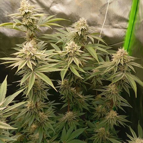 Purple Cookie Kush growlog photo: Wir haben langsam Platzprobleme 😆 Luxusprobleme, ich weiss. Neue Abluft bestellt, der Filter ist durch und ein wenig zu schwach für das größere Zelt