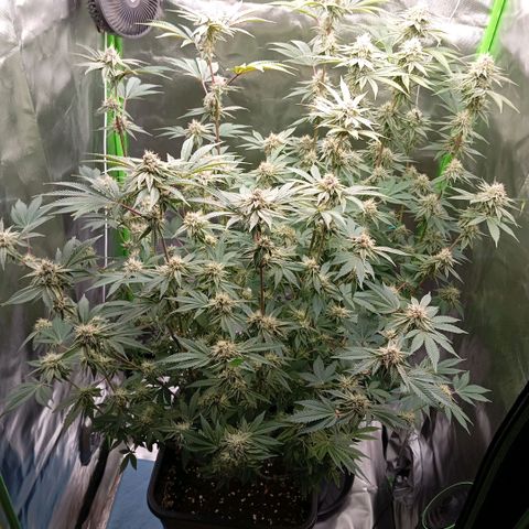 Purple Cookie Kush growlog photo: Wir haben langsam Platzprobleme 😆 Luxusprobleme, ich weiss. Neue Abluft bestellt, der Filter ist durch und ein wenig zu schwach für das größere Zelt