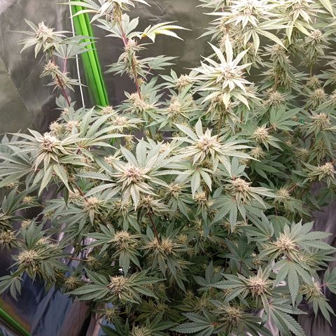 Purple Cookie Kush growlog photo: Wir haben langsam Platzprobleme 😆 Luxusprobleme, ich weiss. Neue Abluft bestellt, der Filter ist durch und ein wenig zu schwach für das größere Zelt