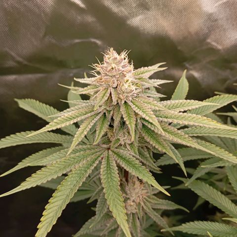 Purple Cookie Kush growlog timeline photo