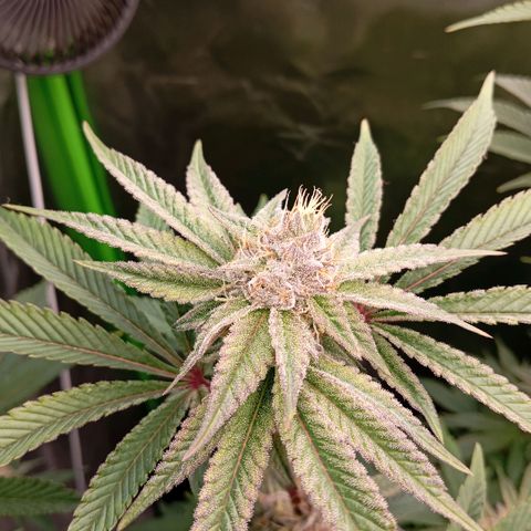 Purple Cookie Kush growlog timeline photo