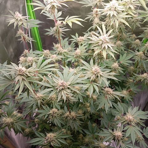 Purple Cookie Kush growlog timeline photo