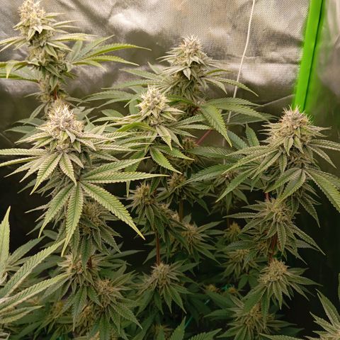 Purple Cookie Kush growlog timeline photo