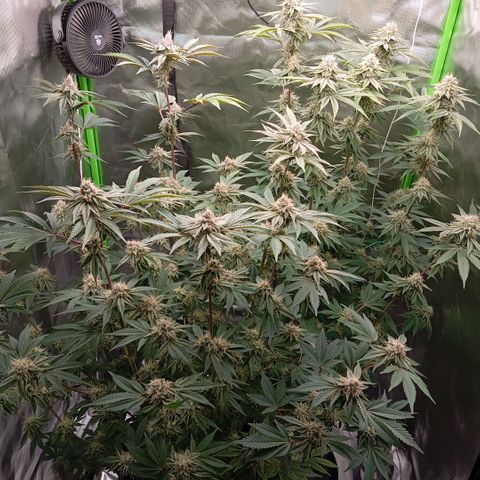 Purple Cookie Kush growlog photo: Neue Abluft installiert, da der alte Filter durch war. Es riecht heftig. Erst morgen wieder weitere Maßnahmen, sind noch schwer genug und brauchen noch nichts weiter. 