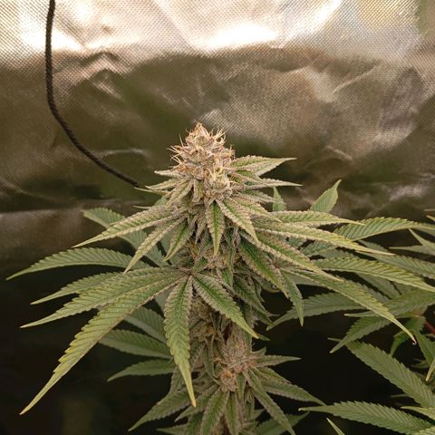 Purple Cookie Kush growlog photo: Neue Abluft installiert, da der alte Filter durch war. Es riecht heftig. Erst morgen wieder weitere Maßnahmen, sind noch schwer genug und brauchen noch nichts weiter. 
