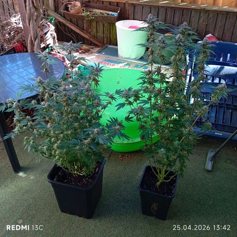 Purple Cookie Kush growlog photo: Da beide Damen am Limit waren was Ihre Nährstoffe angeht, habe ich Sie heute mal draussen mit PH 6,5 eingestelltem Wasser ordentlich gegossen. Drain ca 25% von der Giessmenge. Die Farben sind echt schön rausgekommen 😊💜
