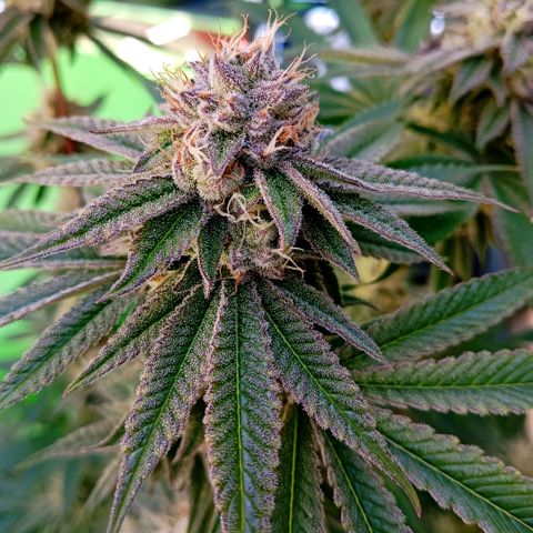 Purple Cookie Kush growlog photo: Da beide Damen am Limit waren was Ihre Nährstoffe angeht, habe ich Sie heute mal draussen mit PH 6,5 eingestelltem Wasser ordentlich gegossen. Drain ca 25% von der Giessmenge. Die Farben sind echt schön rausgekommen 😊💜