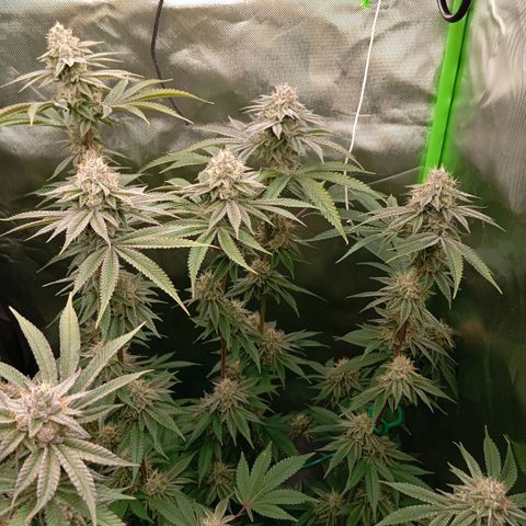 Purple Cookie Kush growlog timeline photo