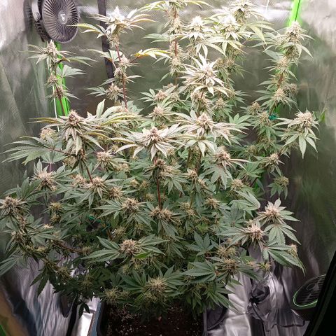 Purple Cookie Kush growlog timeline photo