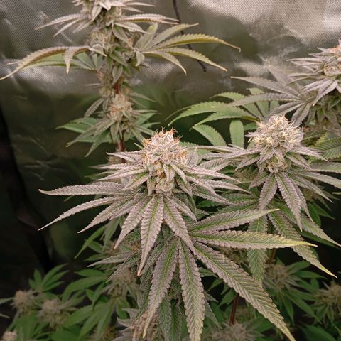 Purple Cookie Kush growlog timeline photo