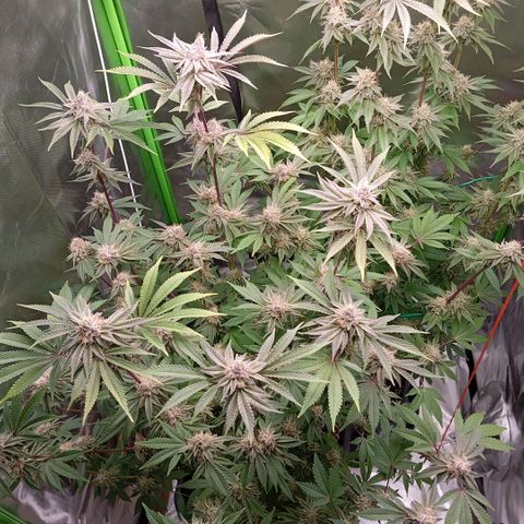 Purple Cookie Kush growlog timeline photo