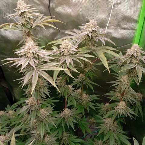 Purple Cookie Kush growlog timeline photo