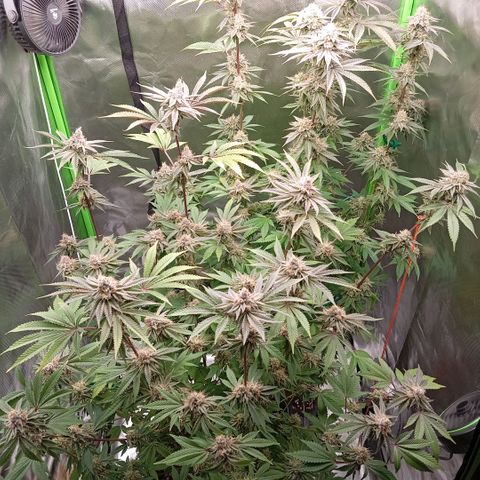 Purple Cookie Kush growlog photo: Freya rechts ist jetzt fast fertig. Mit Lace links hatten wir Probleme. Die Erde hatte sich unten zu sehen verdichtet und trocknet kaum. Nächstes Mal kommt mehr Perlite rein und ganz unten ne Schicht Blähton. Dann sollte es besser sein. 
