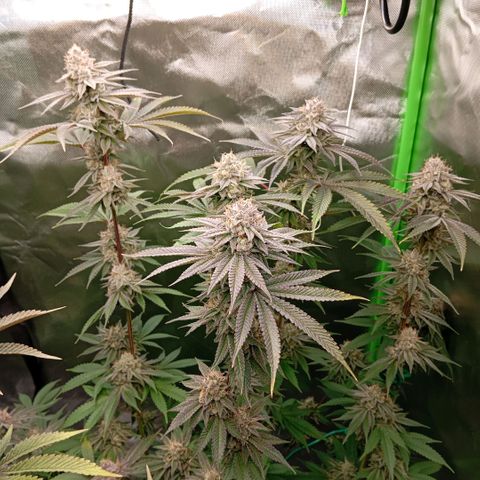 Purple Cookie Kush growlog photo: Freya rechts ist jetzt fast fertig. Mit Lace links hatten wir Probleme. Die Erde hatte sich unten zu sehen verdichtet und trocknet kaum. Nächstes Mal kommt mehr Perlite rein und ganz unten ne Schicht Blähton. Dann sollte es besser sein. 
