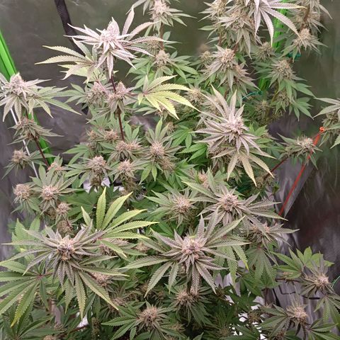 Purple Cookie Kush growlog photo: Freya rechts ist jetzt fast fertig. Mit Lace links hatten wir Probleme. Die Erde hatte sich unten zu sehen verdichtet und trocknet kaum. Nächstes Mal kommt mehr Perlite rein und ganz unten ne Schicht Blähton. Dann sollte es besser sein. 
