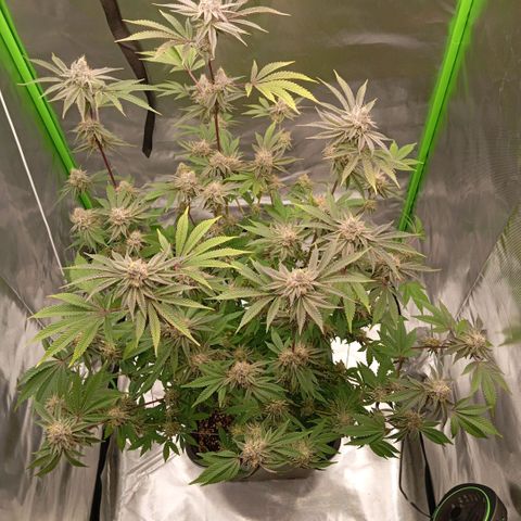 Purple Cookie Kush growlog photo: Lace hat jetzt Platz und kann noch ein wenig reifen. Noch ist Sie nicht am Ende, auch wenn Sie Probleme mit der Dichte der Erde unten im Topf hat, was man auch sieht. Schade aber wir bringen Sie durch 