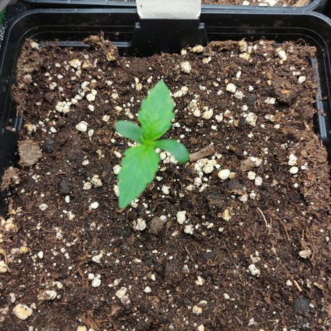 Watermelon Automatic growlog timeline photo