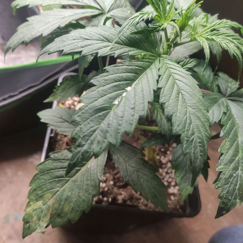 Watermelon Automatic growlog timeline photo