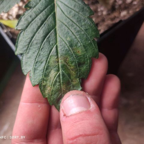 Watermelon Automatic growlog timeline photo