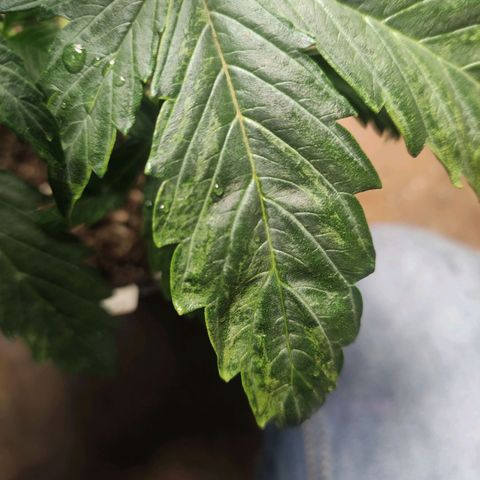 Watermelon Automatic growlog timeline photo
