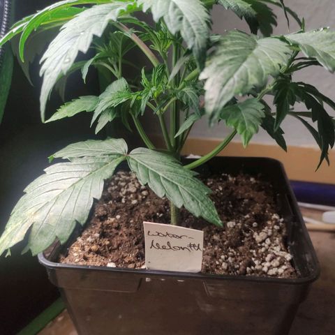 Watermelon Automatic growlog photo: Watermelon 1

