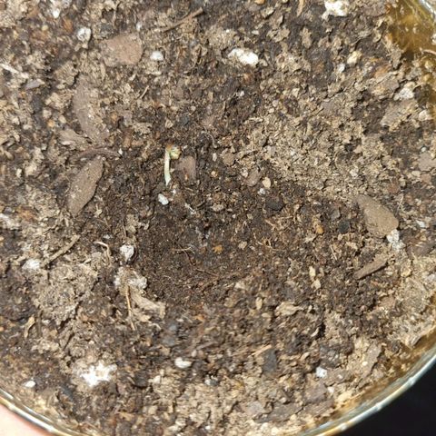 Ginny growlog photo: La semilla se alarga, la tape porque la desentierre para verla 
