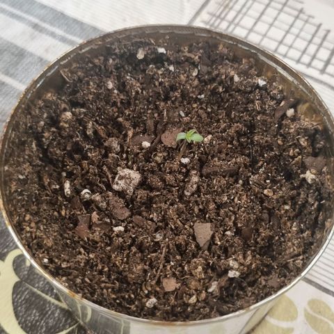 Ginny growlog photo: Ya salió tallo, lo regué después de sacarle foto 