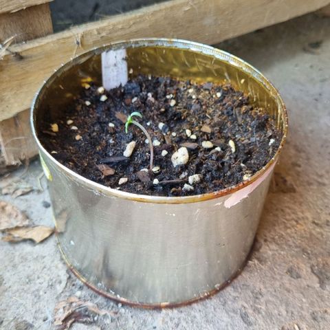 Ginny growlog photo: Lunes 2 de la tarde, regué ayer a la noche y la tierra sigue húmeda, crecío mucho el tallo 
