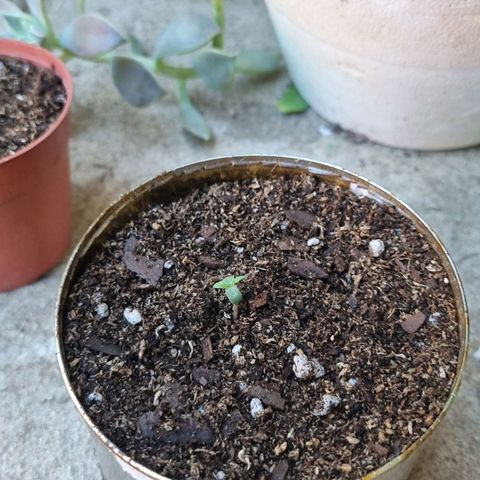 Ginny growlog photo: Llene la maceta con tierra para que tenga más aguante el tallo y no quede tan suelto 