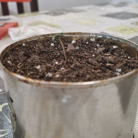 Ginny growlog photo: Fue tapada con tierra hasta el límite hoy a las 14hs sin ser regada y crecio más el tallo, no la voy a regar está noche, ahora son las 20:30 porque está pesada la maceta y entiendo que la tierra en las raíces debe estar húmeda 