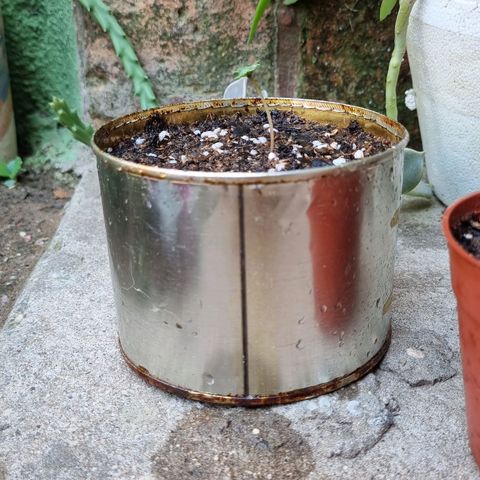 Ginny growlog photo: 11:00 El tallo creció un poco y la regué creo que al pedo porque se viene lluvia y va a tardar en consumirse el agua