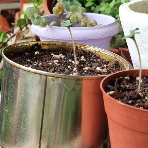 Ginny growlog photo: 20:00