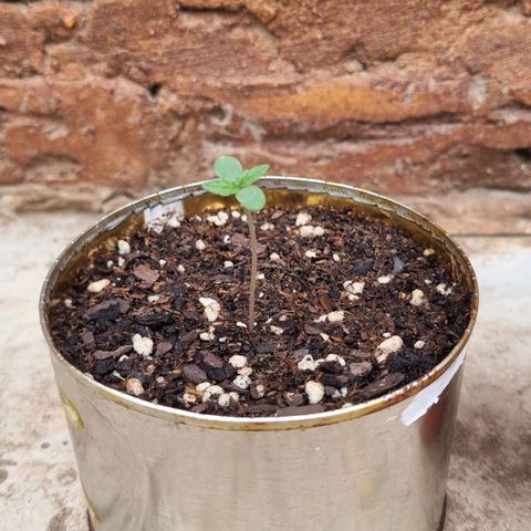 Ginny growlog photo: 14:00 la puse dónde da el sol porque el día estaba nublado 