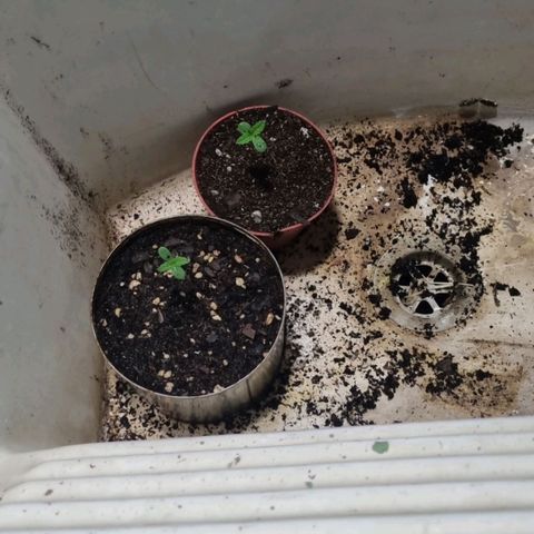 Ginny growlog photo: Empecé a ponerlas en el lavadero con una luz arriba desde que no da el sol en el patio hasta las 23hs