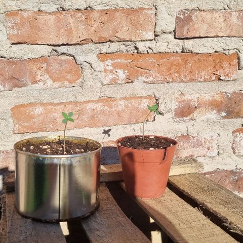 Ginny growlog photo: Las puse al sol una hora tipo 18:45 y las dejé con luz artificial de 20hs a casi las 00