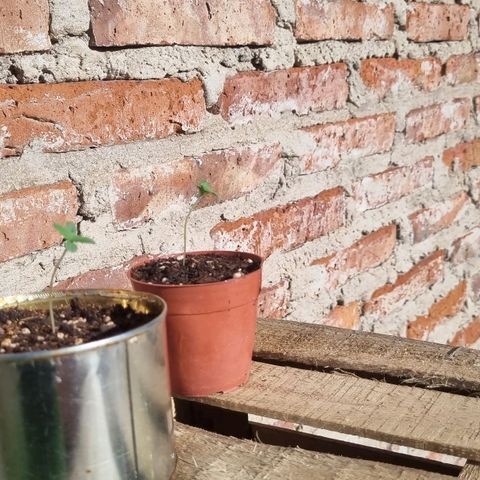 Ginny growlog photo: Las puse al sol una hora tipo 18:45 y las dejé con luz artificial de 20hs a casi las 00