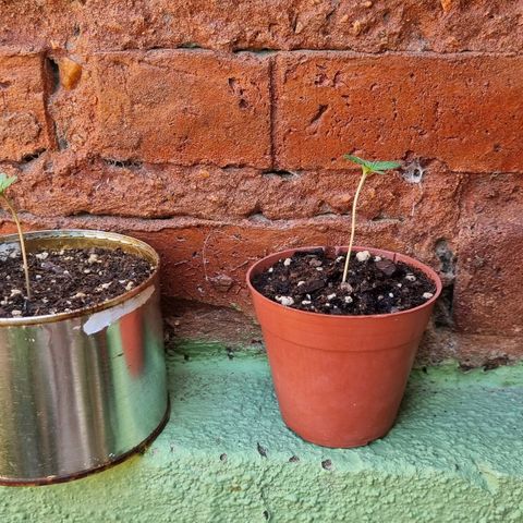 Ginny growlog photo: 12:30 las pase adelante 